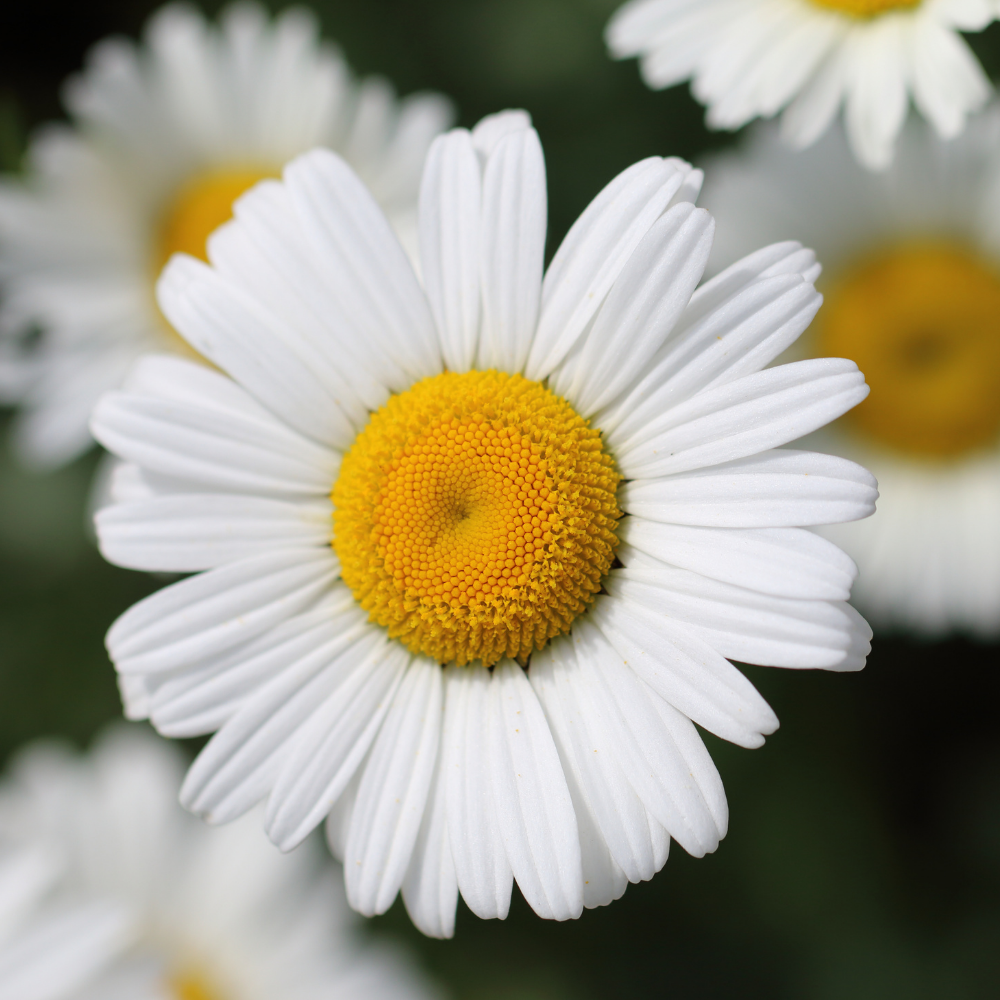 2 Ox-Eye Daisy Plants Live for Planting, 3-Inch Pot, Established Live Flowering Plant, Drought Tolerant White Daisy for Sun and Borders