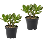 2 Succulents Plants Live Jade Plant Crassula Ovata, Live Mini Succulents Plants in 2 Inch Pot, Low Maintance, Unique Collections for Beginners