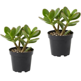2 Succulents Plants Live Jade Plant Crassula Ovata, Live Mini Succulents Plants in 2 Inch Pot, Low Maintance, Unique Collections for Beginners