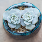 2 Live Succulent Plant Lovely Rose Succulent, 4" Potted Plant, Easy Care Greenery, Rose-Like Foliage for Home Decor and DIY Projects
