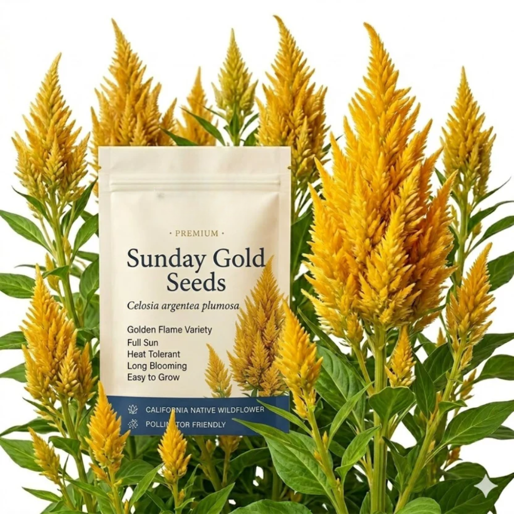 25 Pcs Sunday Gold Celosia Seeds for Planting Outdoors, Non-GMO Heirloom Plumed Flowers, Low Maintenance Yellow Feathery Blooms for Yard Borders