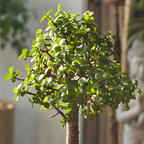 Succulents Plants Live Jade Plant Crassula Ovata, Jade Plant Live in 2 Inch PotLow Maintance, Perfect for Indoor Accent Décor, Minimalist Spaces & Gift Giving