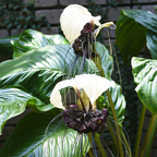 Tacca Chantrieri | Black Bat Flower Live Plant - 4 Inch Tall | Unique Tropical Houseplant for Indoor Growing, Home Decor & Exotic Plant Displays | Easy to Grow