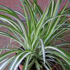 Curly Spider Plant Live in 2 Inch Pot, Live Spider Plants Indoor, Air-Purifying, Low Maintenance, Perfect for Home and Office Décor, Easy Care Starter Plants