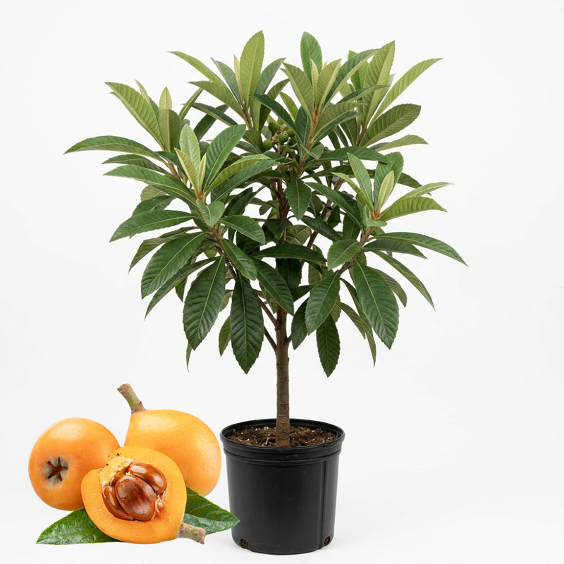 (No Ship to CA,HI,AK) Loquat Tree, Sturdy 3 Gallon Potted Edible Fruit Tree Starter, High-Vigor Evergreen Plant for Home Landscapes, Resilient Subtropical Shade Tree for Backyard Orchards