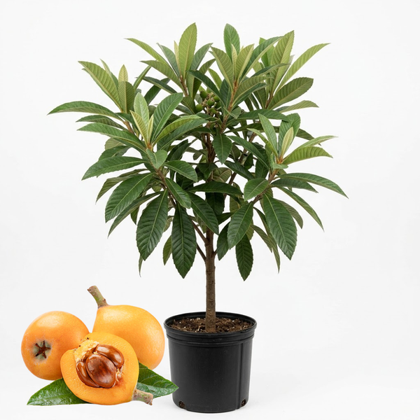 Loquat Tree, Sturdy 3 Gallon Potted Edible Fruit Tree Starter, High-Vigor Evergreen Plant for Home Landscapes, Resilient Subtropical Shade Tree for Backyard Orchards