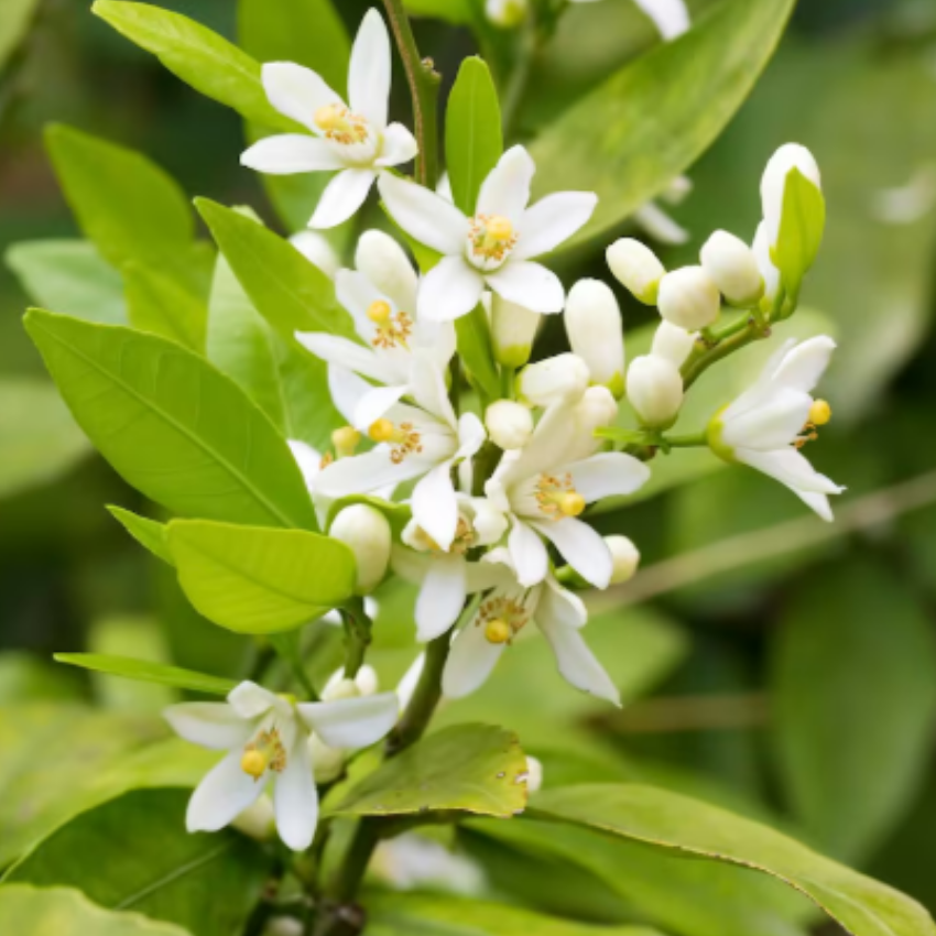 (No Ship to CA, HI, AK) Orange Jasmine Plant Live | Jasmine Tree Live Plant in 3 Gallon Pot, 30–36 Inch Tall | Easy to Grow Flowering Jasmine for Outdoor Gardens, Hedges & Landscape Use | No Ship to CA,HI,AK