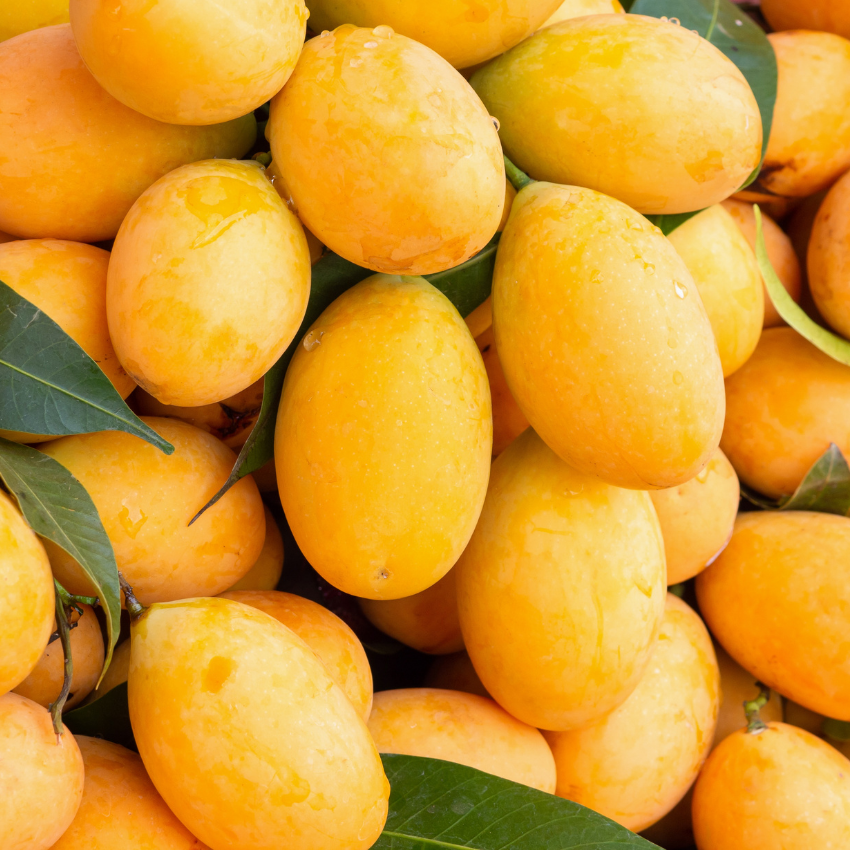 (No Ship to CA, HI, AK) Mallika Mango Trees Live Plants |Sweet Fruit Tree 2.5–3 Ft Tall | Compact Tropical Mango Variety with Rich, Aromatic Fruit | Ideal for Yard, Patio & Warm-Climate Gardens