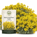 100 Pcs Basket of Gold Alyssum Seeds, Heirloom Non-GMO Perennial Flowers, Low Maintenance Cold-Hardy Yellow Blooms for Rock Gardens