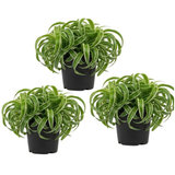 3 Spider Plants Live House Plants, Spider Plant in 4 Inch Pot, Low Maintenance, Thrives in Home & Office, Perfect for Plant Enthusiasts