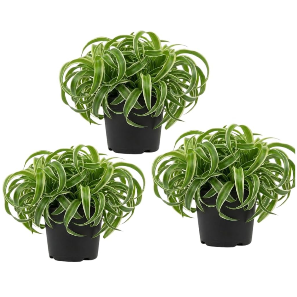 3 Spider Plants Live House Plants, Spider Plant in 4 Inch Pot, Low Maintenance, Thrives in Home & Office, Perfect for Plant Enthusiasts