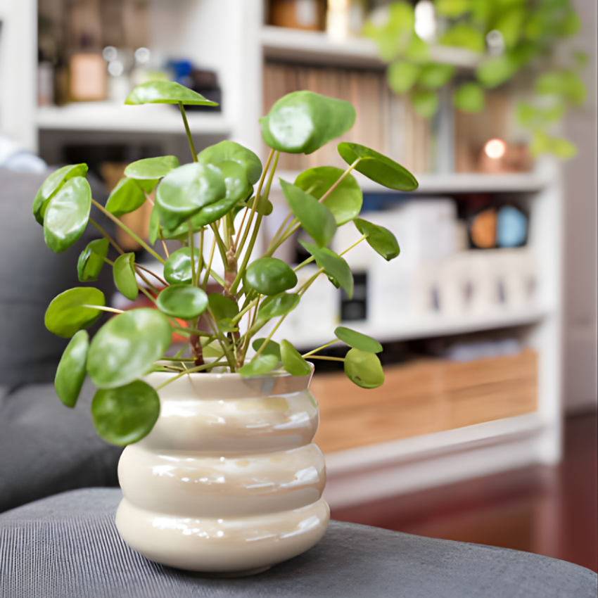 2 Chinese Money Plant Live House Plant in 2 Inch Pot, Pilea Peperomioides Plant Live, Attractive Indoor Greenery for Desks, Shelves & Small Spaces, Real Plants for Home & Office Décor