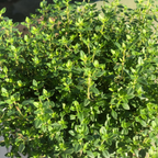 Lemon Thyme Plants Live, 4 Inch Tall Starter, Fragrant Citrus Herb for Culinary Gardens and Potted Porches