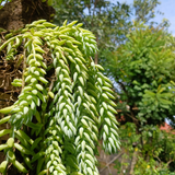 2 Succulent Plants, Donkey Tail Succulent Plants Live in 2 Inch Pot, Plant for Home Office, Wedding Hanging Decoration & DIY Projects