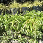 Curly Spider Plant Live in 2 Inch Pot, Live Spider Plants Indoor, Air-Purifying, Low Maintenance, Perfect for Home and Office Décor, Easy Care Starter Plants