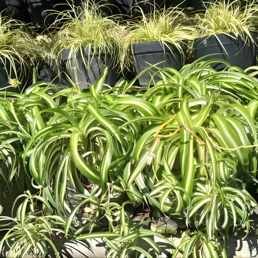 Curly Spider Plant Live in 2 Inch Pot, Live Spider Plants Indoor, Air-Purifying, Low Maintenance, Perfect for Home and Office Décor, Easy Care Starter Plants
