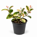 Hoya Australis Lisa Live Plant, 4 Inch Pot Size, Potted Indoor Vine, Low Maintenance Climbing Plant for Bright Indirect Light