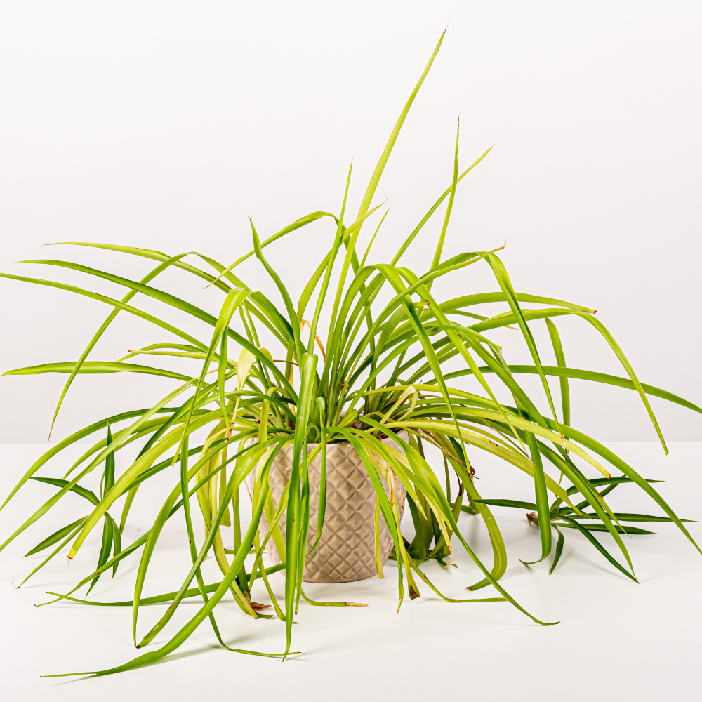 2 Spider Plants Live House Plants, Spider Plant in 2 Inch Pot, Low Maintenance, Thrives in Home & Office, Perfect for Plant Enthusiasts