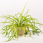 2 Spider Plants Live House Plants, Spider Plant in 2 Inch Pot, Low Maintenance, Thrives in Home & Office, Perfect for Plant Enthusiasts