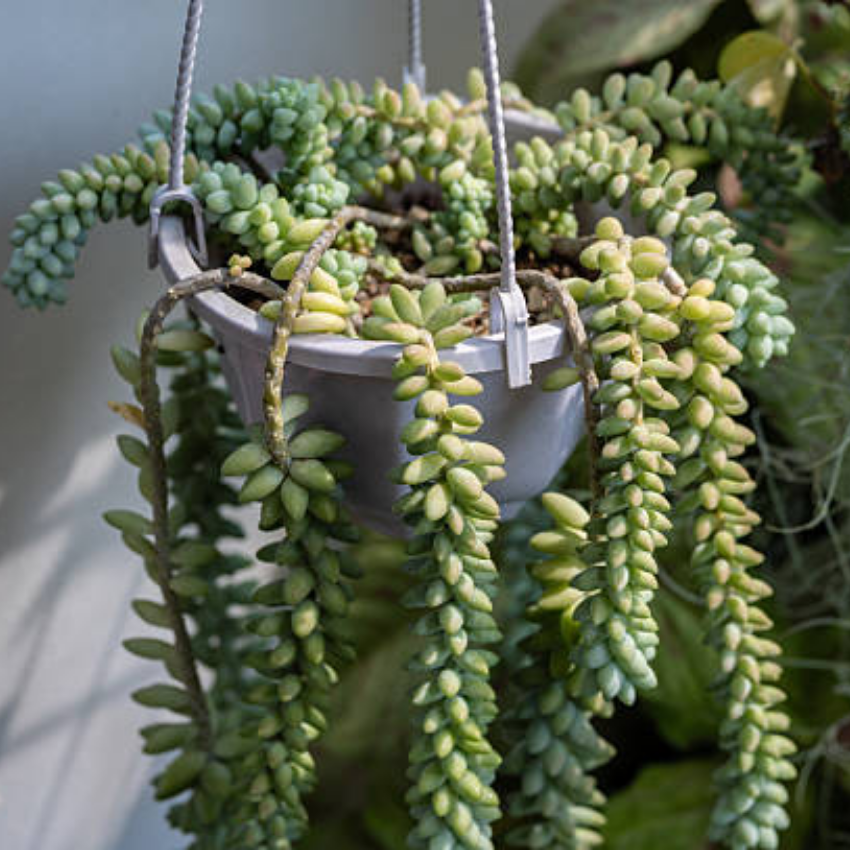 Live Succulents Donkey Tails in 4 Inch Pot, Air-Purifying, Low Maintenance, Perfect for Home and Office Décor, Easy Care Starter Plants