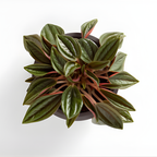 Peperomia Napoli Nights, Peperomia Plant Live in 2 Inch Pot, Rare Plants Live Houseplants for Desk Decor, Shelves and Small Spaces