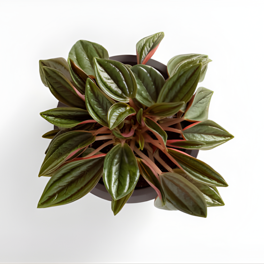 Peperomia Napoli Nights, Peperomia Plant Live in 2 Inch Pot, Rare Plants Live Houseplants for Desk Decor, Shelves and Small Spaces