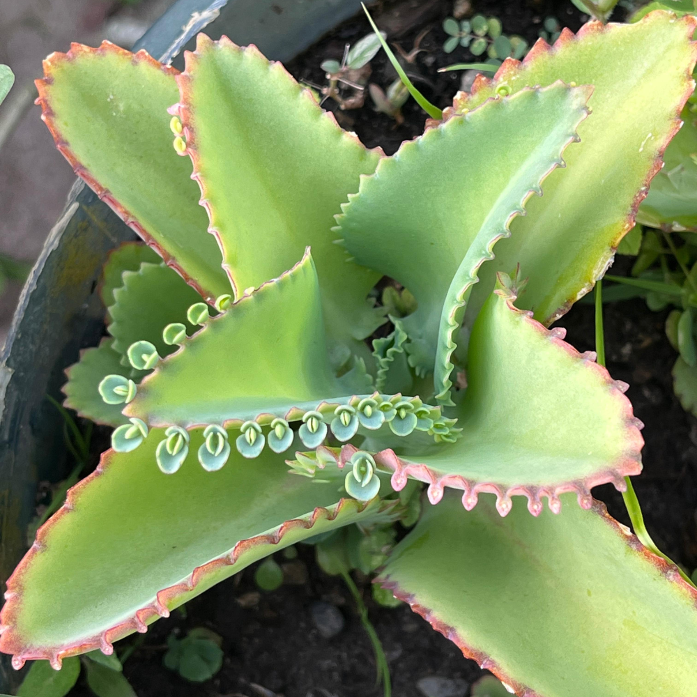 Kalanchoe Mother of Thousands Plant Live in 4" Inch Pot | Unique Fast-Growing Succulent | Ideal Indoor Houseplant for Home & Office Décor