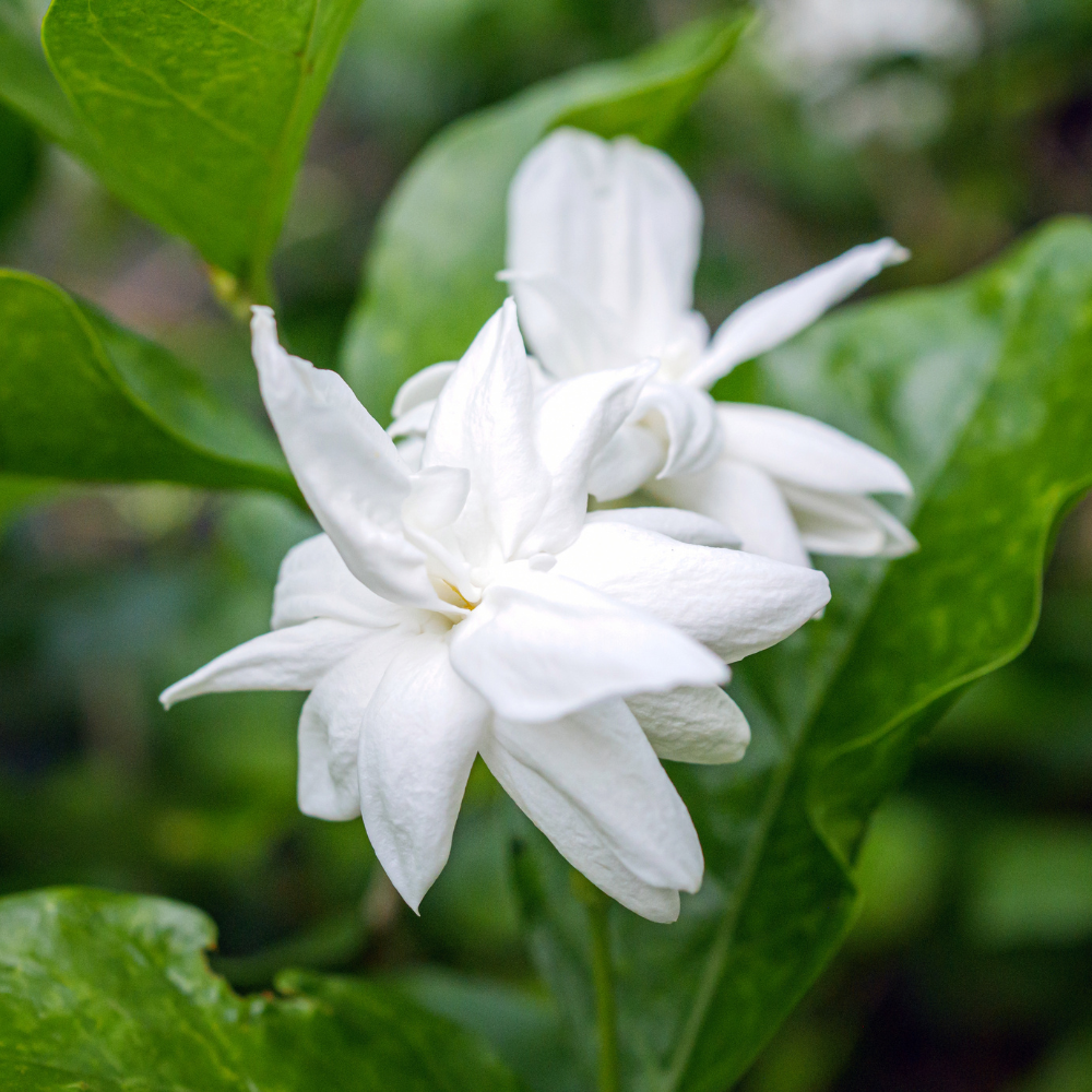 Maid of Orleans Jasmine Flower Plant in 4’’ Inch Pot | Live Jasmine Potted Plant Indoor | Suitable for Windowsills, Desks & Small Spaces | Perfect Fragrant Accent Plant for Home, Office