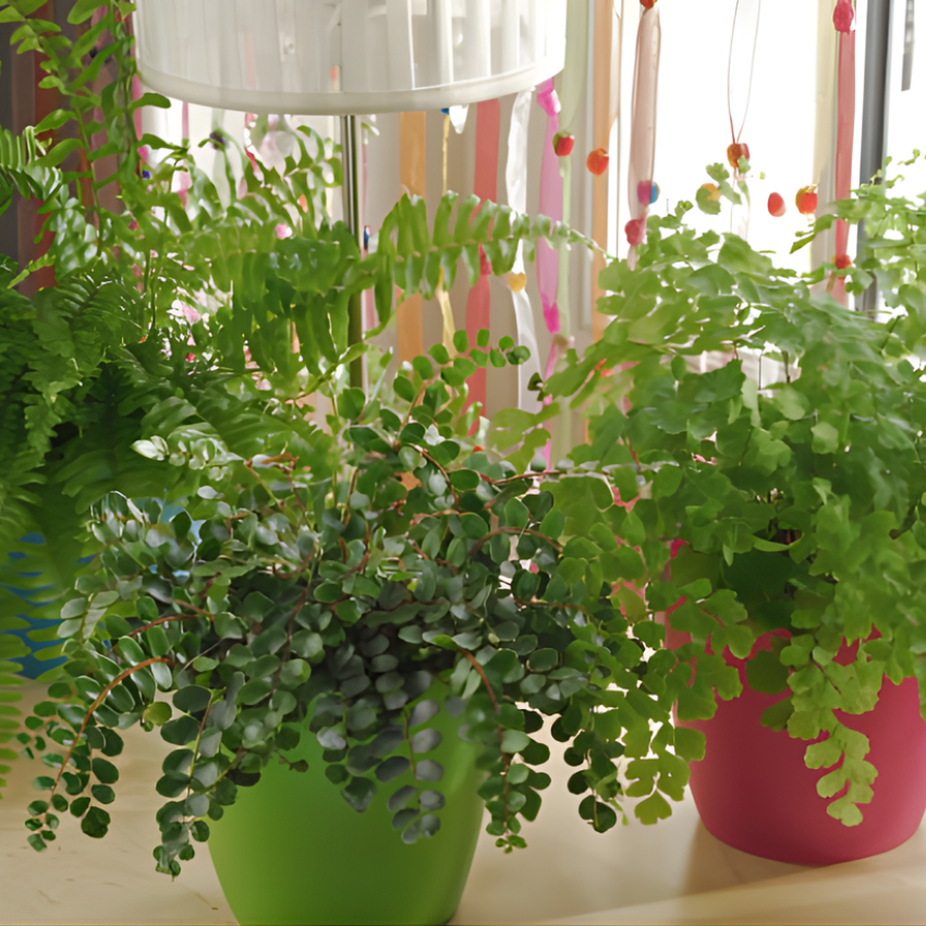 Button Fern for Planting, Ferns Live Plants in 2 Inch Pot, Air-Purifying, Perfect for Home and Office Décor, Easy Care Starter Plants