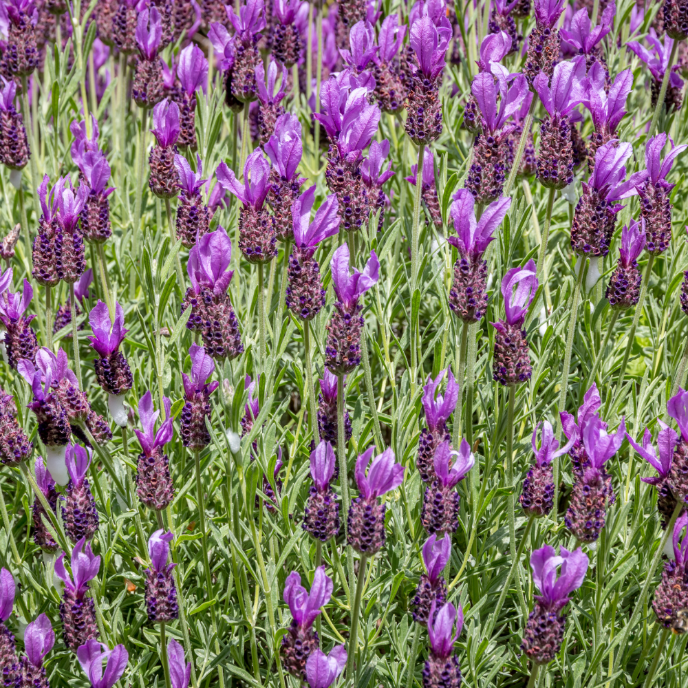 Spanish Lavender Live Plant in 3-Inch Pot, Lavandula Stoechas Aromatic Flowering Shrub, Unique Rabbit Ear Purple Blooms for Patios and Gardens