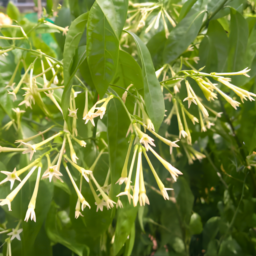 Night Blooming Jasmine Plant Live - 4 Inch Pot, Fragrant Night Blooming Plant, Live Jasmine Plant for Indoor Spaces, Robust Well-Rooted Starter Plant