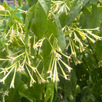 Night Blooming Jasmine Plant Live - 4 Inch Pot, Fragrant Night Blooming Plant, Live Jasmine Plant for Indoor Spaces, Robust Well-Rooted Starter Plant