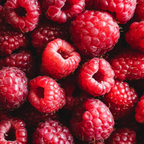 Red Raspberry Bushes Live Plant, 3 Inch Tall Bare Root Seedling, Rubus Idaeus Edible Berry Shrub, Summer Fruiting Plant for Backyard and Garden