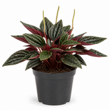 Peperomia Rosso Live Plant, 4 Inch Pot, Potted Emerald Ripple Peperomia, Two-Tone Green and Red Indoor Plant for Home and Office Décor