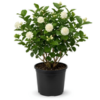 (No Ship to CA,HI,AK) Duke Jasmine Live Plant in 1 Gallon Pot, Vigorous Fragrant Flowering Shrub with Double White Blooms, Sturdy Low Maintenance Plant for Patios & Home Landscapes