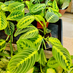 2 Lemon Lime Prayer Plant Live, 4 Inch Pot Size, Potted Indoor Plant, Low Maintenance Foliage Plant for Bright Indirect Light