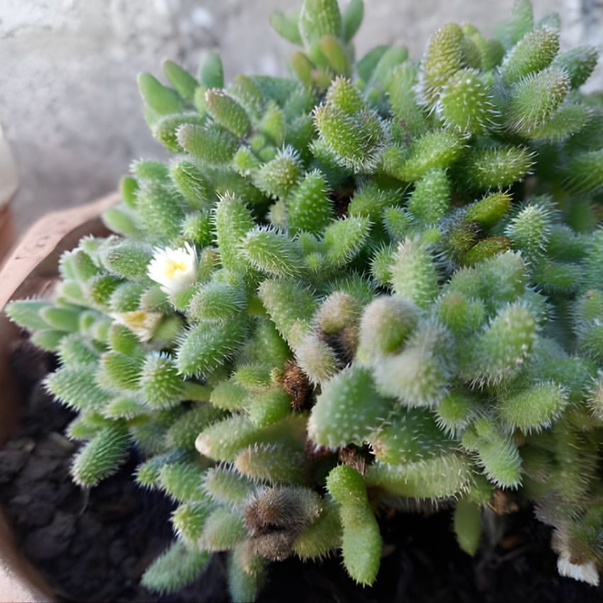 2 Rare Live Succulent Cactus Plants, Pickle Plant Delosperma Echinatum 4 Inch Potted, Unique Succulent for Indoor Display and Collections