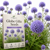 100 Pcs Globe Gilia Seeds for Planting Outdoors, Non-GMO Heirloom Blue Wildflowers, Sturdy Low Maintenance Spherical Blooms for Yard Borders