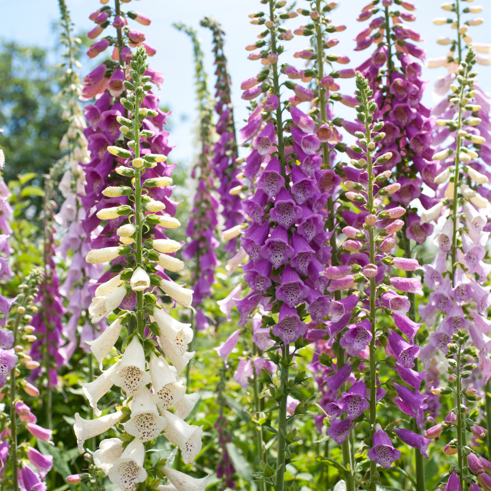 2 Foxglove Digitalis Purpurea Live Plant, 3-Inch Pot, Established Live Flowering Plant, Classic Tall Spire Blooms for Modern Landscape Design