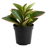 Peperomia Plant Live, Peperomia Clusiifolia Red Margin in 2 Inch Pot, Compact Houseplant for Desk Decor, Shelves and Small Space