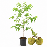 Green Sugar Apple Tree Live Plant | 3 Gallon Pot | Easy to Grow Tropical Custard Apple Fruit Tree for Indoor and Outdoor (No Ship to CA,HI,AK)