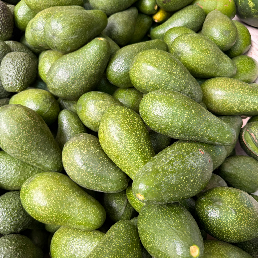 (No Ship to CA,HI,AK) Avocado Trees Live Plants - Russell Avocado | 30–36 Inch Tall Potted Plant | Fruit Tree for Outdoor Growing & Home Gardens