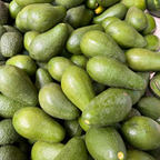 (No Ship to CA,HI,AK) Avocado Trees Live Plants - Russell Avocado | 30–36 Inch Tall Potted Plant | Fruit Tree for Outdoor Growing & Home Gardens