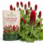 1000 Pcs Crimson Clover Seeds for Planting Outdoors, Non-GMO Heirloom Ground Cover, Cold-Hardy Red Blooms for Yard Borders & Landscapes
