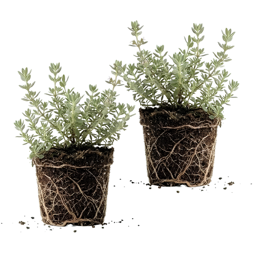 2 Thyme Plants Live for Planting, French Thyme, 4-Inch Tall, Fresh Edible Herb for Kitchen Gardens, Easy to Care Indoor Plant