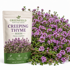 250 Pcs Creeping Thyme Seeds for Planting Outdoors, Non-GMO Heirloom Ground Cover, Fragrant Pink Blooms for Gardens & Walkways