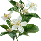 (No Ship to CA, HI, AK) Orange Jasmine Plant Live | Jasmine Tree Live Plant in 3 Gallon Pot, 30–36 Inch Tall | Easy to Grow Flowering Plant for Gardens, Courtyards, Walkways & Outdoor Spaces | No Ship to CA,HI,AK