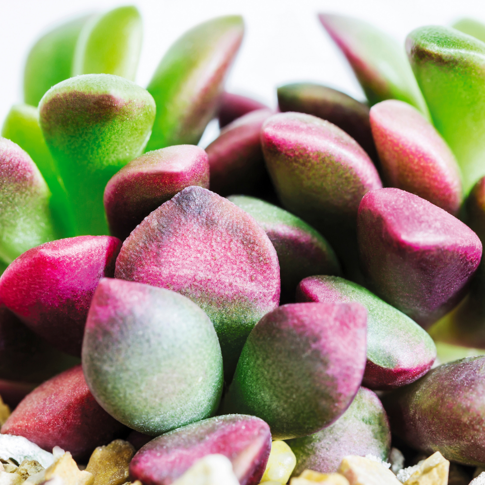 Anacampseros Telephiastrum, Variegatum Sunrise Succulent in 2 Inch Pot, Perfect for Indoor Accent Décor, Minimalist Spaces & Gift Giving