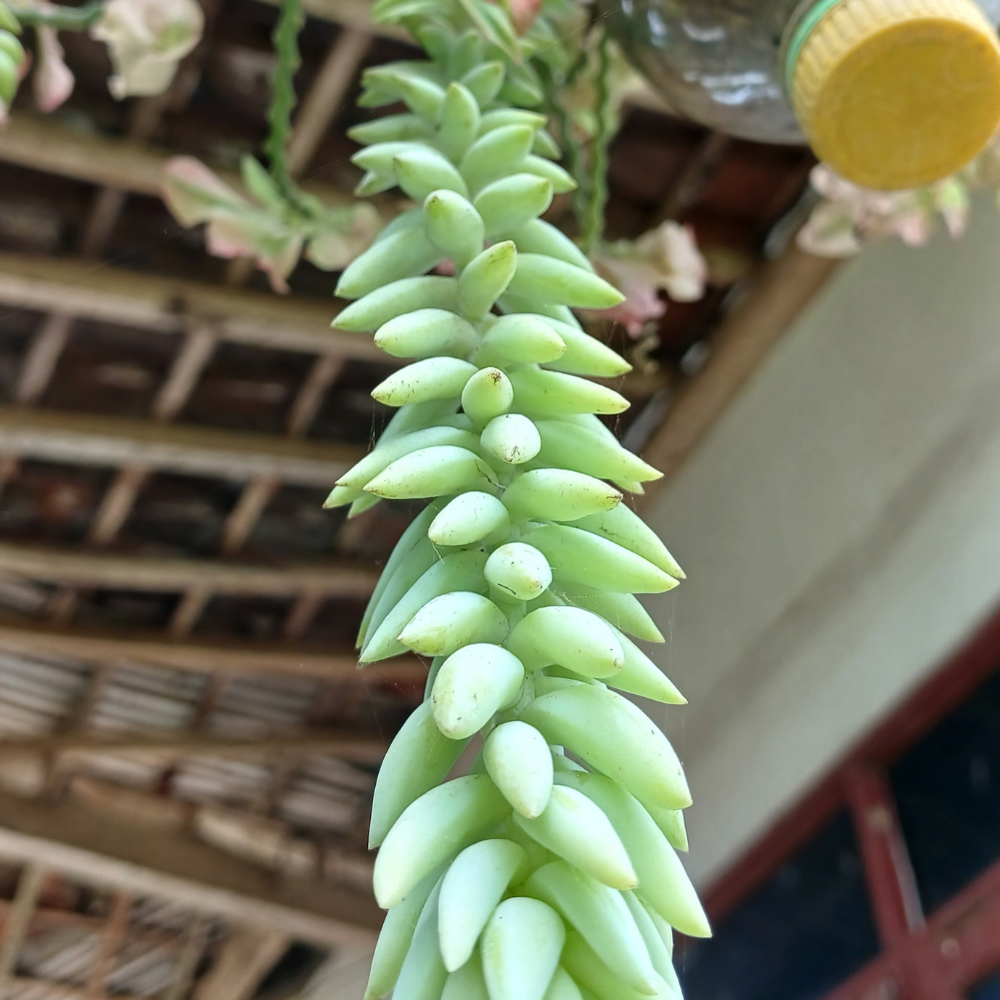 2 Live Succulents Donkey Tails in 4 Inch Pot, Air-Purifying, Low Maintenance, Perfect for Home and Office Décor, Easy to Grow