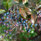 Small Huckleberry Live Plants, 3-4 Inch Tall Bare Root Seedlings, Vaccinium Native Berry Shrub, Edible Fruit Bearing Plant for Landscapes